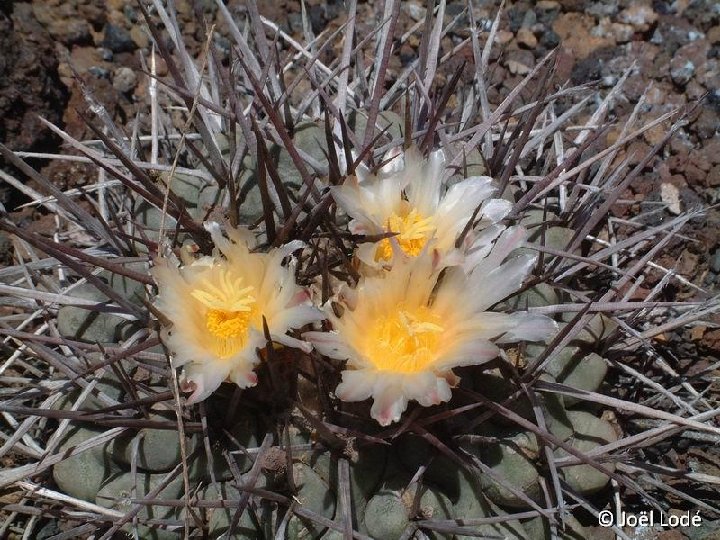 Thelocactus rinconensis ©JLcoll.4832